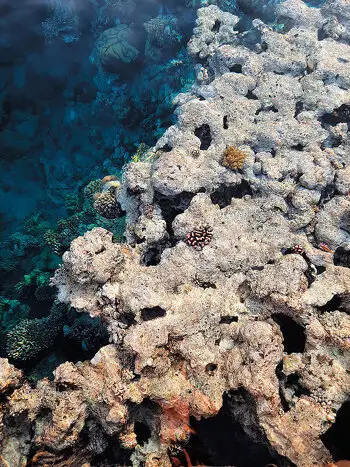 Коралловый риф у побережья Шарм-эль-Шейха