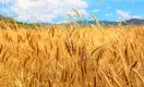 Увеличит ли Минсельхоз квоты на экспорт зерна?