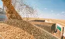 Поставки казахстанской пшеницы в Китай остановились из-за падения цен