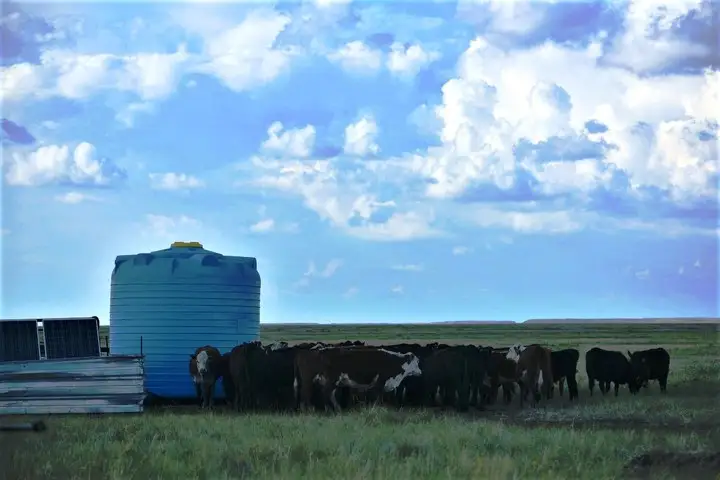 На пастбищах для коров установлены поилки, куда вода поступает из скважин. Насосы поилок работают за счет энергии солнечных батарей