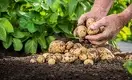 Почему фермеры Казахстана боятся сажать картофель
