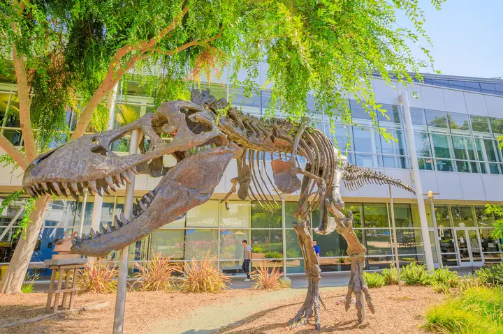 Тиранозавр қаңқасы Googleplex штаб-пәтері ауласында