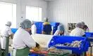 Рыбзавод в Алакольском районе начал производить детское питание