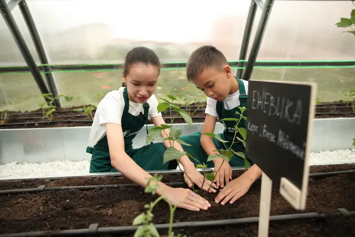 Проект Зеленая школа