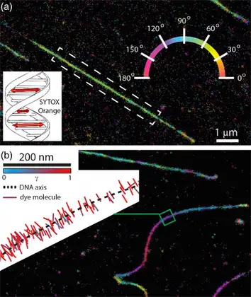Изображения ДНК высокого разрешения со схемой, показывающей, как ориентируются молекулы красителей.