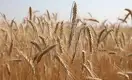 Казахстан рискует в два раза снизить урожайность пшеницы из-за изменения климата