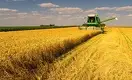 Казахстанская пшеница: урожай ниже, но лучше