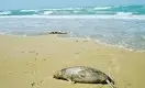 Массовая гибель тюленей на Каспии: Минэкологии отчиталось о причинах