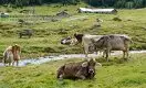 Минсельхоз введёт новые квоты на вывоз скота из Казахстана