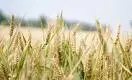 Казахстан потерял половину урожая пшеницы