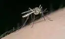 Как борьба с Covid-19 поможет создать новое оружие против малярии