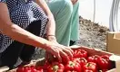 Чиликские перцы: фермеры завалят супермаркеты местными овощами 