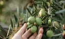 Динмухамет Идрисов с партнёрами решили выращивать оливки в Казахстане