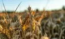 Почему почти половину семян пшеницы в Казахстане можно считать мусором
