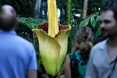 Titan Arum