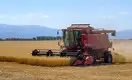 Урожай-2018: зерно дешевеет, дизель дорожает