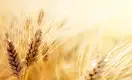 Почему девальвация рубля может вытеснить казахстанскую пшеницу из Центральной Азии