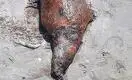 На побережье Каспийского моря снова нашли мертвых тюленей
