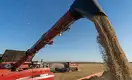 Производители российской пшеницы планируют «захватить» рынок Центральной Азии за пять лет