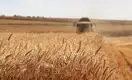 Объём экспорта пшеницы из Казахстана за год вырос на 17% 