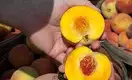 Казахстан будет поставлять в Китай персики, вишню и сливы