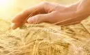 Рентабельность производства казахстанской пшеницы упала до 5%