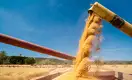 The Myth of Global Grain Shortages