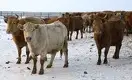 Почему Казахстан ввел мораторий на экспорт живого скота