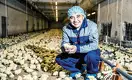 Как производители мяса РК вытесняют российских конкурентов 
