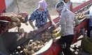 Как обеспечить Казахстан картофелем