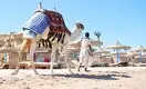 Казахстанские турфирмы продолжают отправлять отдыхающих в Египет