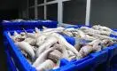 Казахстанская рыба «поплывёт» на европейский рынок 