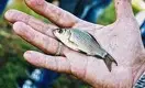 «Рыбий пузырь» за 541 млрд: эксперты сомневаются в успехе программы рыбоводства