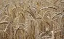 В Казахстане назревает проблема с ввозом зерна