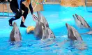 В Казахстане запретят дельфинарии