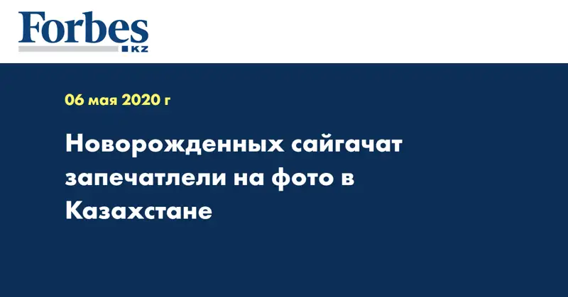  Новорожденных сайгачат запечатлели на фото в Казахстане