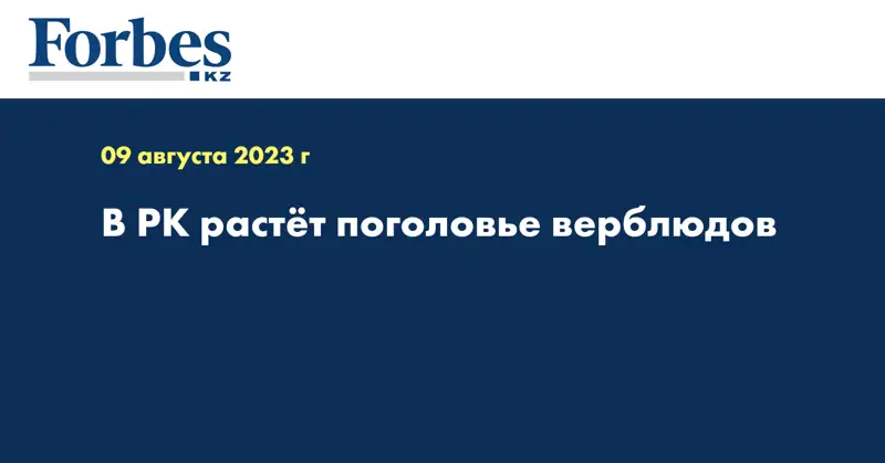 В РК растёт поголовье верблюдов