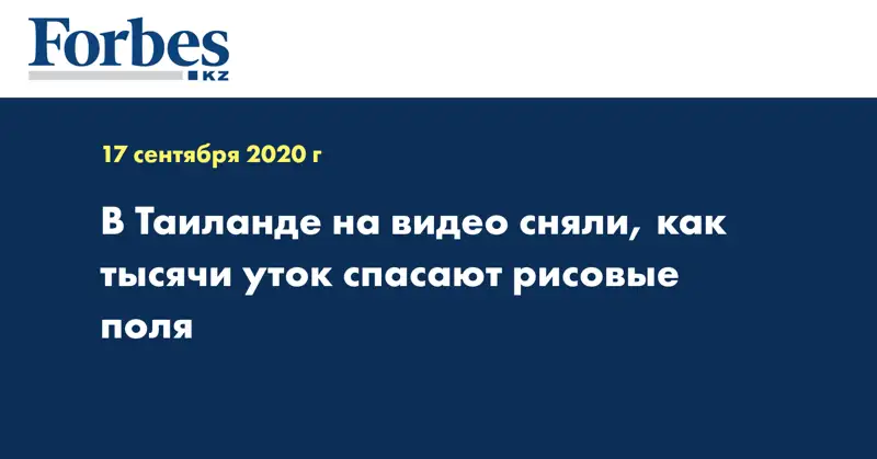 В Таиланде на видео сняли, как тысячи уток спасают рисовые поля