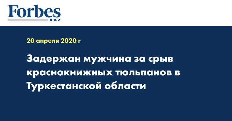Задержан мужчина за срыв краснокнижных тюльпанов в Туркестанской области