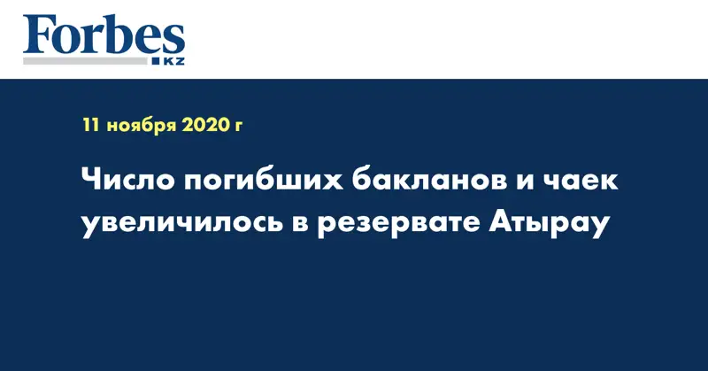 Число погибших бакланов и чаек увеличилось в резервате Атырау