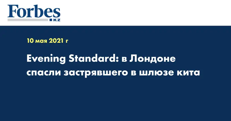 Evening Standard: в Лондоне спасли застрявшего в шлюзе кита