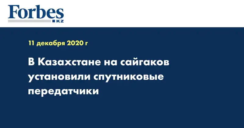 В Казахстане на сайгаков установили спутниковые передатчики