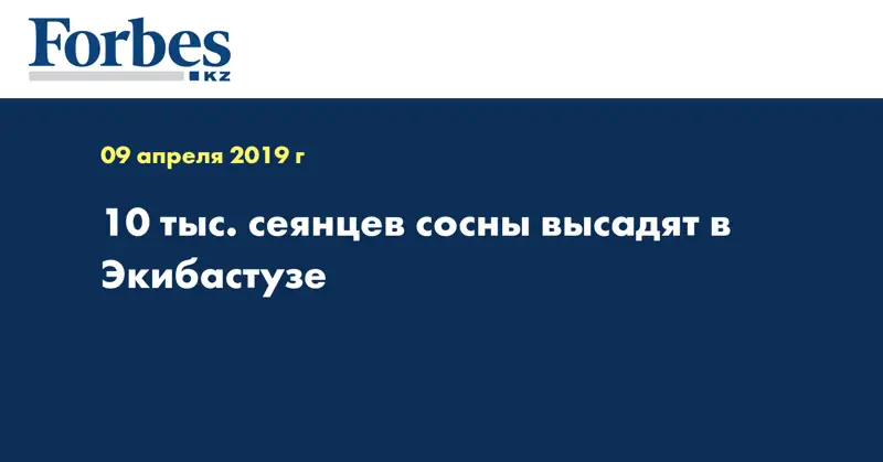 10 тыс. сеянцев сосны высадят в Экибастузе