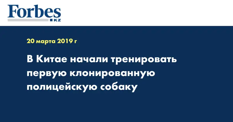В Китае начали тренировать первую клонированную полицейскую собаку
