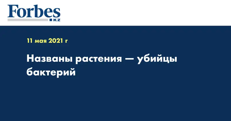 Названы растения — убийцы бактерий
