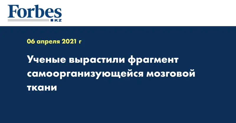 Ученые вырастили фрагмент самоорганизующейся мозговой ткани