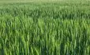 Казахстанский учёный разрабатывает технологию по выращиванию многолетней пшеницы