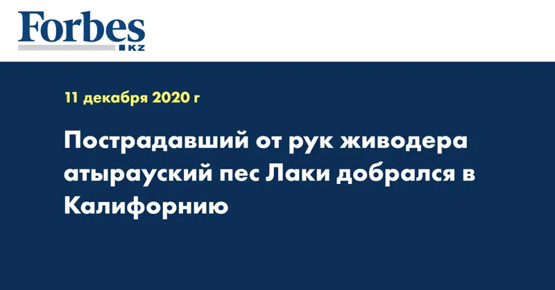 Пострадавший от рук живодера атырауский пес Лаки добрался в Калифорнию