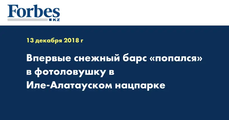 Впервые снежный барс «попался» в фотоловушку в Иле-Алатауском нацпарке