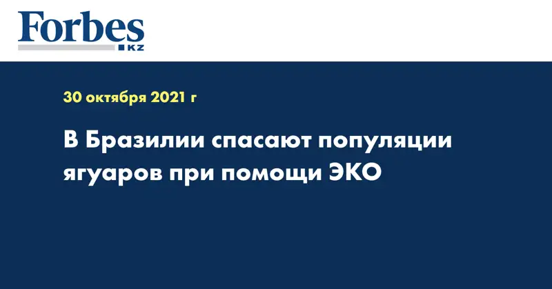 В Бразилии спасают популяции ягуаров при помощи ЭКО 